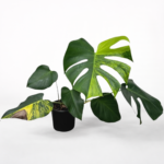 Monstera Aurea (Yellow Variegated Monstera) – Rare Variegated Monstera Indoor Plant | Golden Variegation | Collector Tropical Houseplant