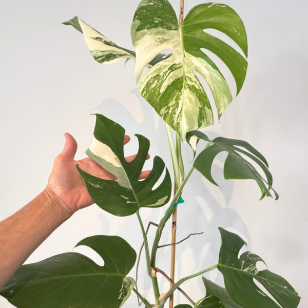 Monstera Deliciosa Variegata (Albo) – Rare White Variegated Swiss Cheese Plant | Indoor Climbing Plant | Plant 27 - Image 2