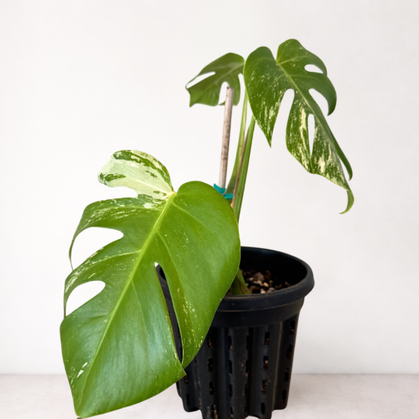 Monstera Deliciosa Variegata (Albo) – Rare White Variegated Swiss Cheese Plant | Indoor Climbing Plant | Plant 28 - Image 2