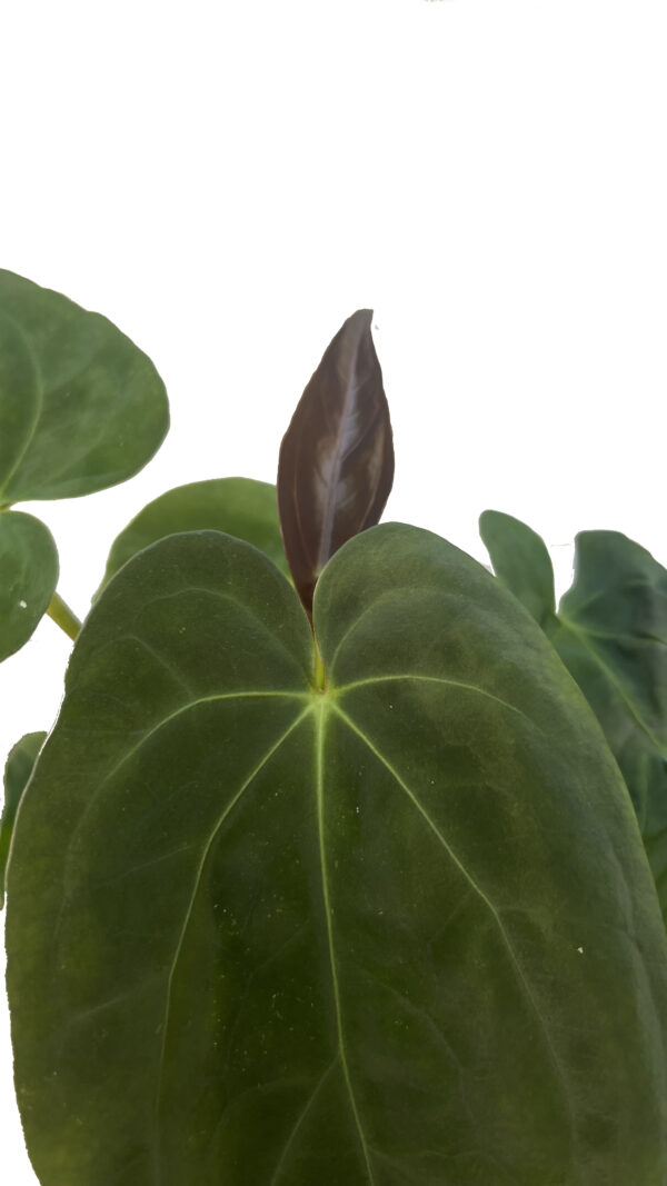 Anthurium ‘Dark Phoenix’ Hybrid – Rare Velvet Anthurium Indoor Plant - Image 2