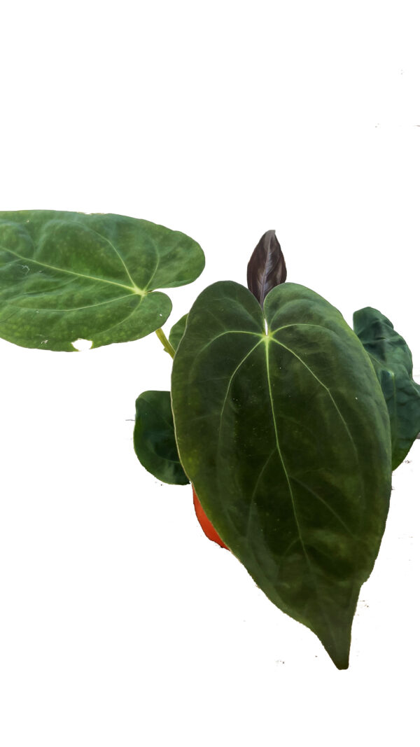 Anthurium ‘Dark Phoenix’ Hybrid – Rare Velvet Anthurium Indoor Plant - Image 3