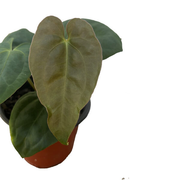 Anthurium ‘Fort Sherman’ – Collector Velvet Anthurium - Image 2