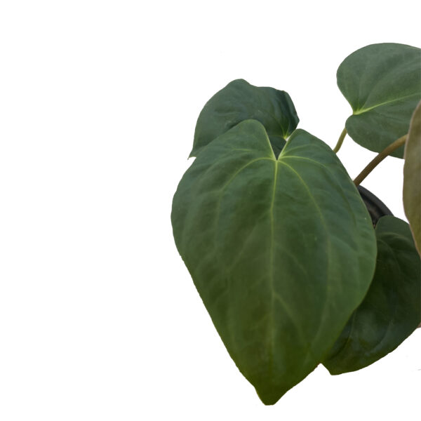 Anthurium ‘Fort Sherman’ – Collector Velvet Anthurium - Image 3