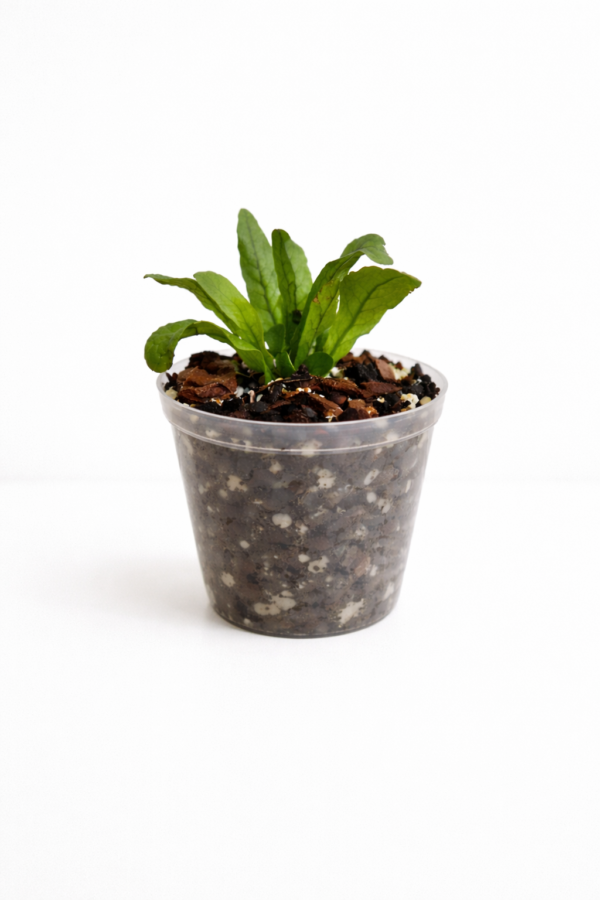 Crocodile Fern (9cm Pot) – Tropical Indoor Plant with Textured Croc-Pattern Leaves Exotic Houseplant - Image 2