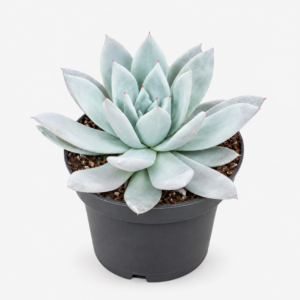 Echeveria Rosette