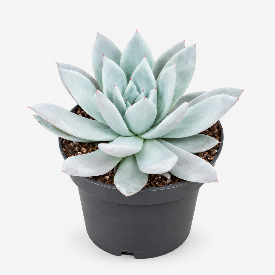 Echeveria Rosette Echeveria Rosette