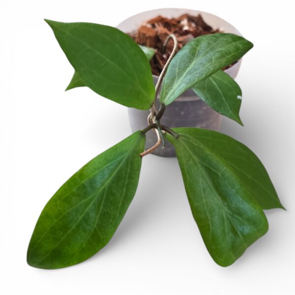 Hoya Camphorifolia – Rare Trailing Hoya with Fragrant Blooms - Image 3