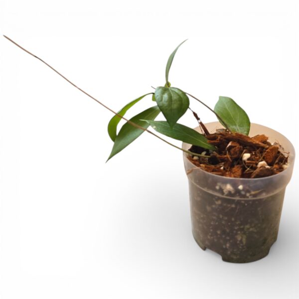 Hoya Camphorifolia – Rare Trailing Hoya with Fragrant Blooms - Image 2