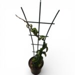Hoya Compacta – Hindu Rope Hoya with Twisted Foliage