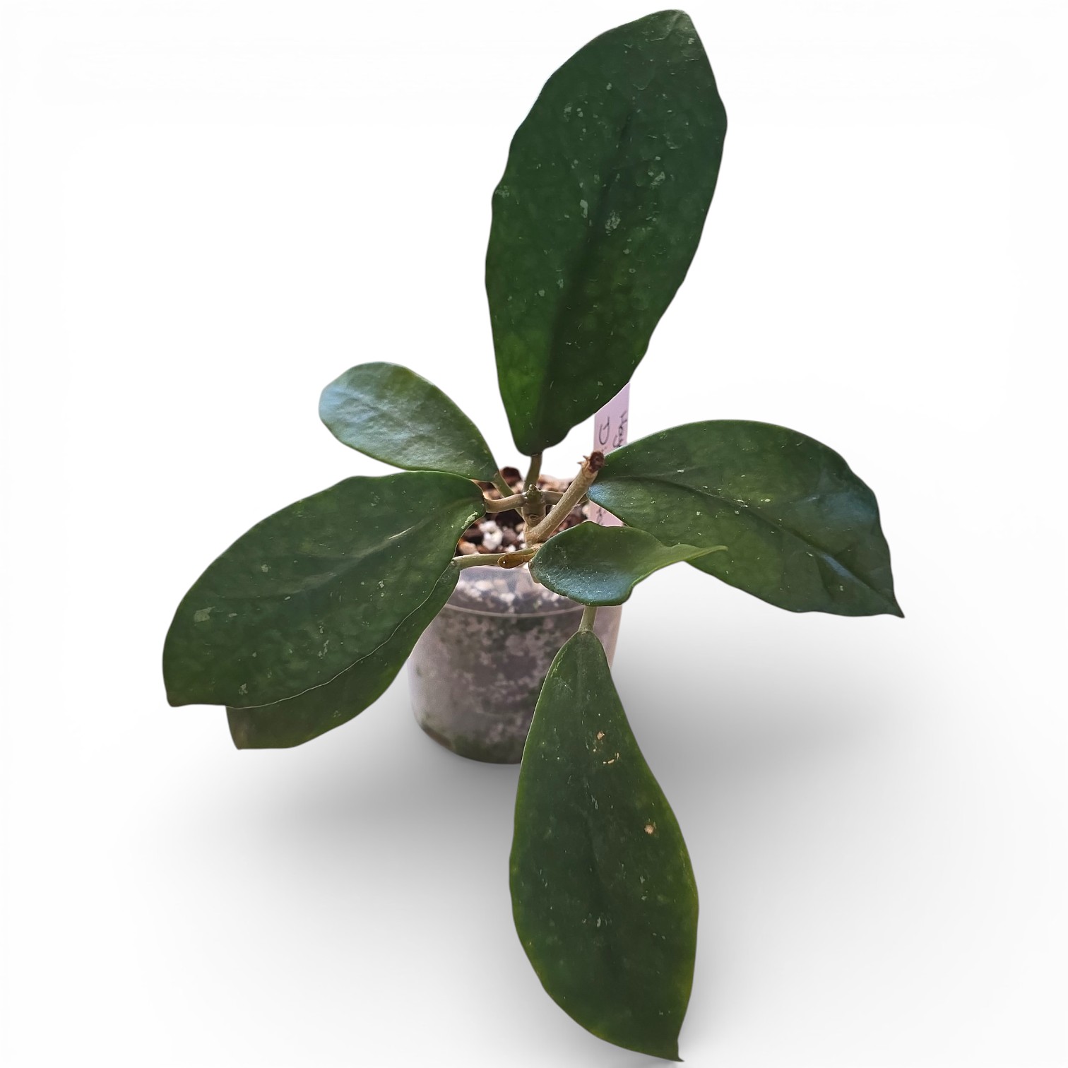 Hoya Diversifolia