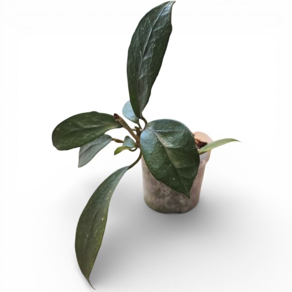 Hoya Diversifolia – Vigorous Trailing Hoya with Fragrant Blooms - Image 2