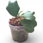 Hoya Kerrii Sweetheart Plant (small) – Heart-Shaped Indoor Houseplant