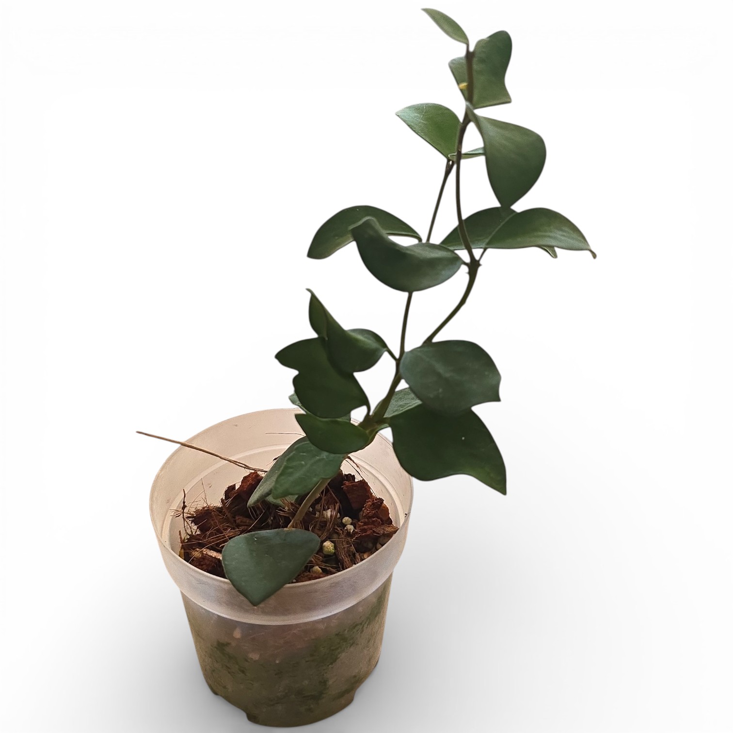 Hoya Nummulariodes A