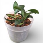 Hoya Panchoi – Compact Trailing Hoya with Tiny Blooms