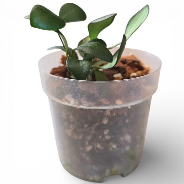 Hoya Panchoi – Compact Trailing Hoya with Tiny Blooms - Image 2