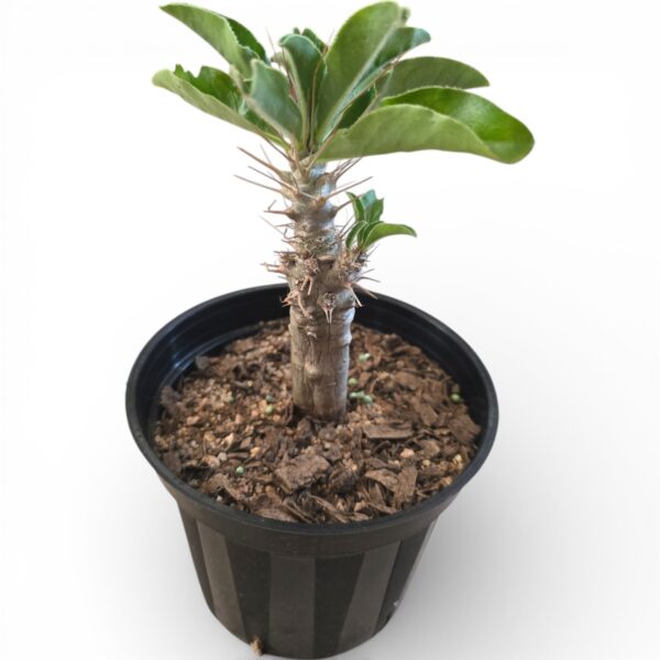 Adenium Obesum (Kudu Lily / Desert Rose) - Image 2