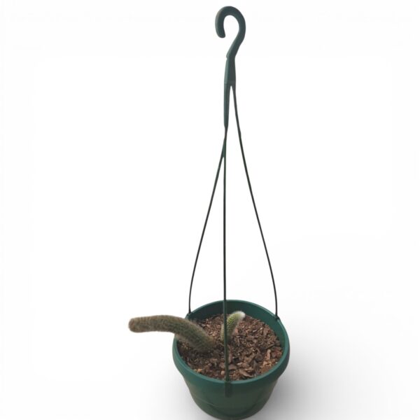 Monkey Tail Cactus Hanging Planter – Rare Trailing Succulent - Image 2