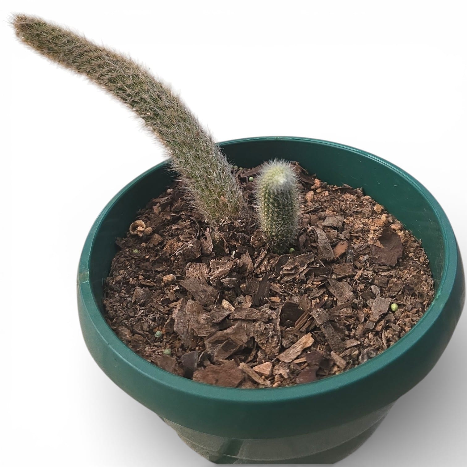 Monkey Tail Cactus Main