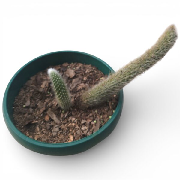 Monkey Tail Cactus Hanging Planter – Rare Trailing Succulent - Image 3