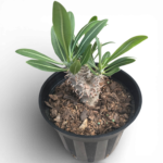 Pachypodium Rosulatum – Madagascar Palm Succulent with Golden Blooms