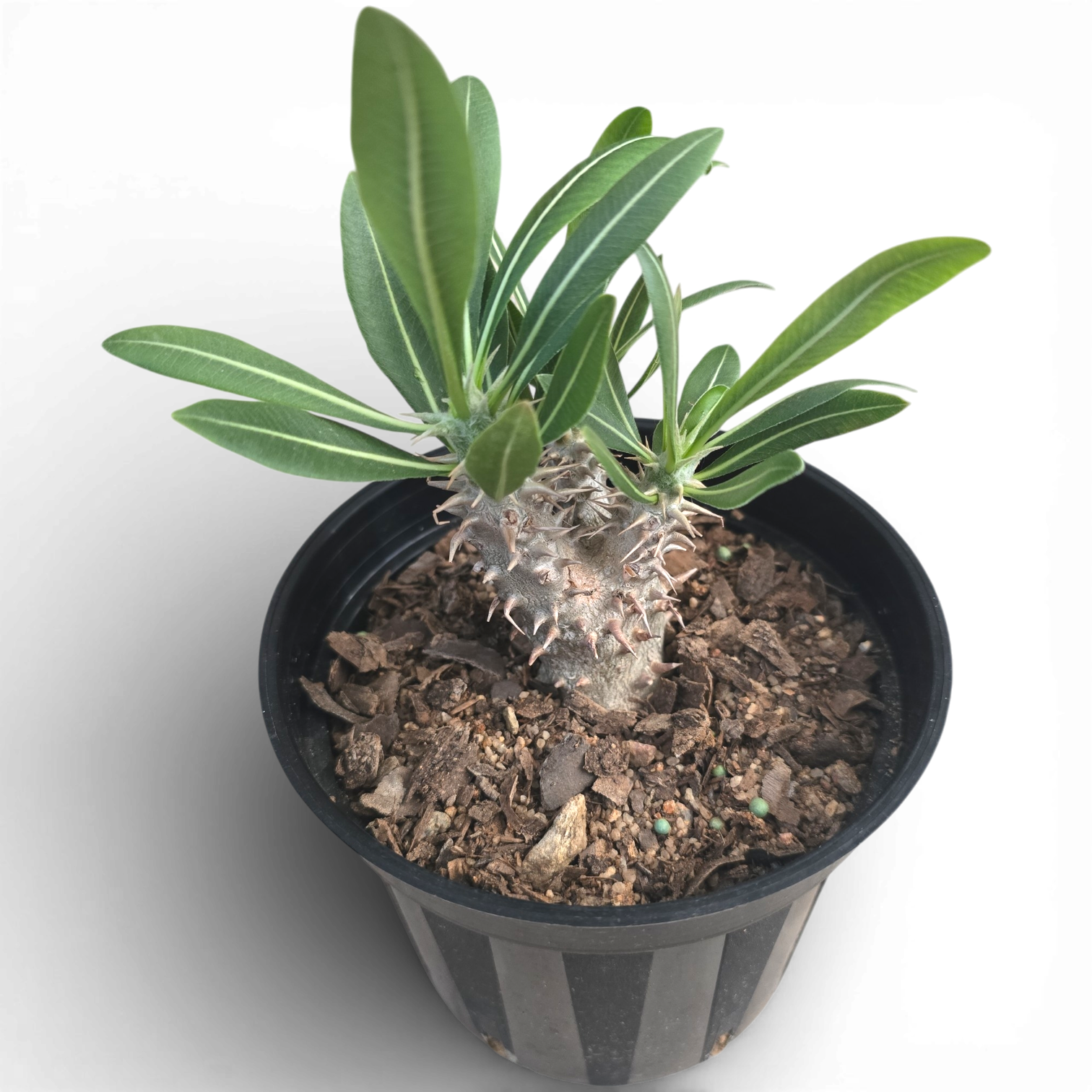 Pachypodium Rosulatum