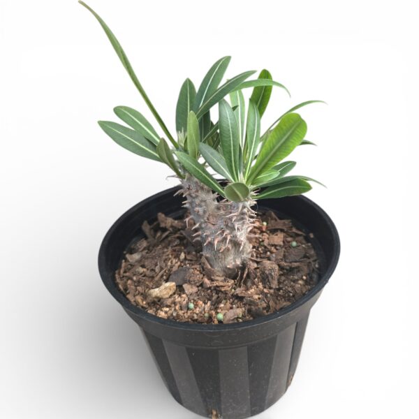 Pachypodium Rosulatum – Madagascar Palm Succulent with Golden Blooms - Image 3
