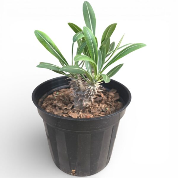Pachypodium Rosulatum – Madagascar Palm Succulent with Golden Blooms - Image 2