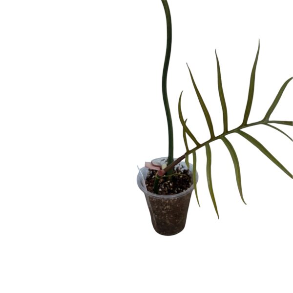 Philodendron Tortum - Image 2