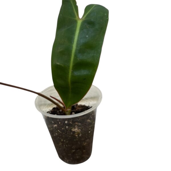 Philodendron Billietiae - Image 2
