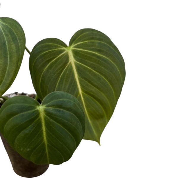 Philodendron Glorious - Image 3