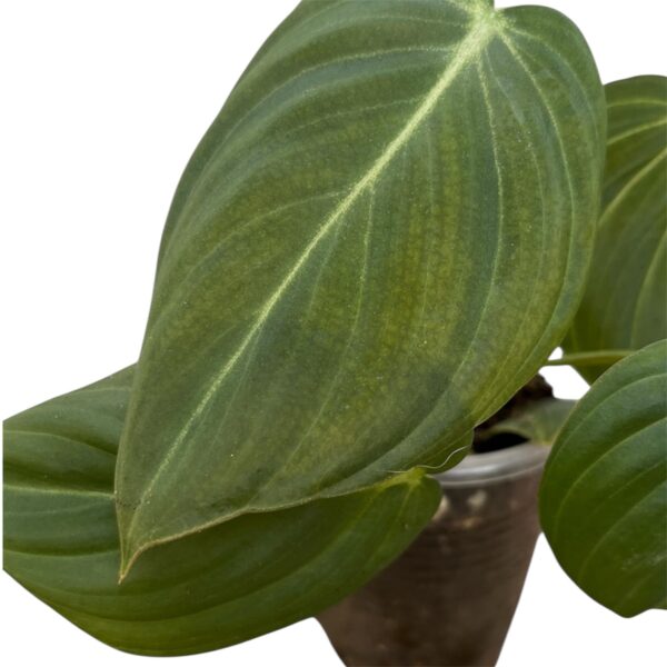 Philodendron Glorious - Image 2