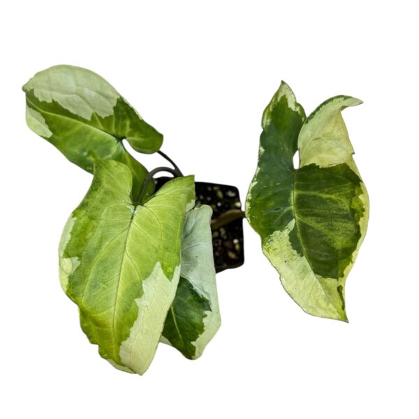Syngonium podophyllum ‘Three Kings’ – Rare Variegated Arrowhead Plant - Image 2