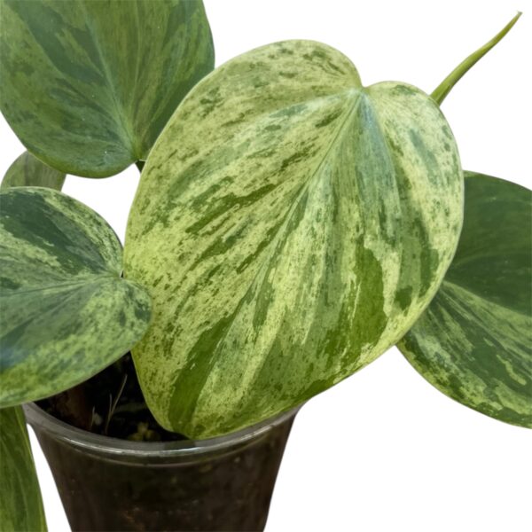 Philodendron Hederaceum Variegated - Image 2
