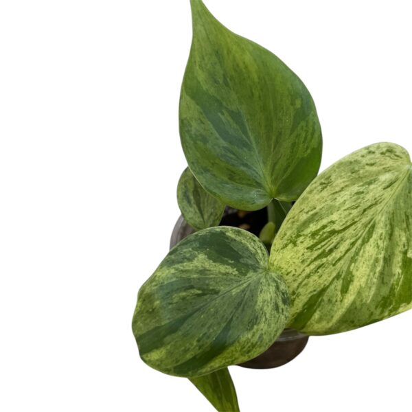 Philodendron Hederaceum Variegated - Image 3