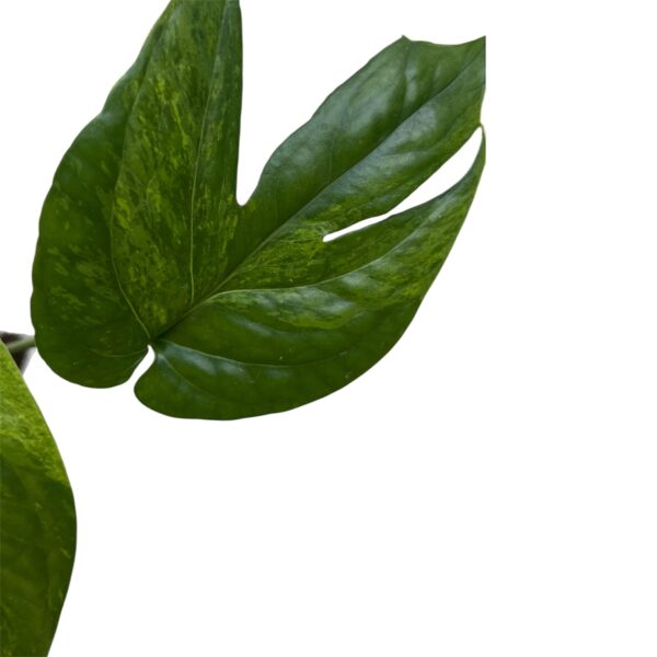 Amydrium medium ‘Variegata’ – Rare Variegated Climbing Aroid - Image 3
