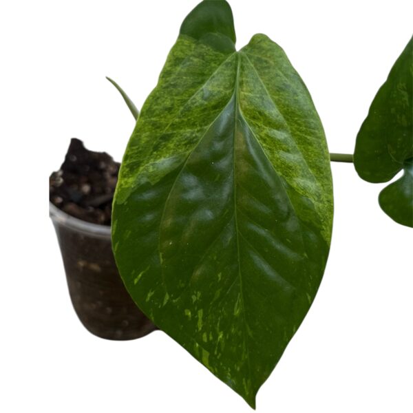 Amydrium medium ‘Variegata’ – Rare Variegated Climbing Aroid - Image 2