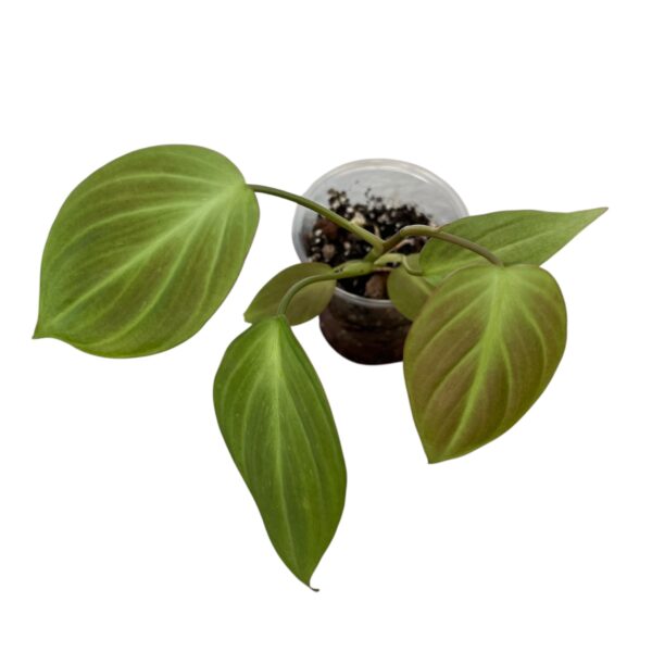 Philodendron Camposportoanum - Image 3