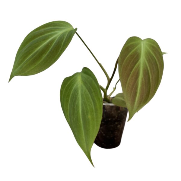 Philodendron Camposportoanum - Image 4