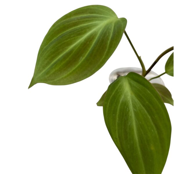 Philodendron Camposportoanum - Image 2