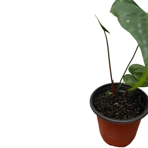 Anthurium Acutum | Rare Tropical Aroid | Ideal for Indoor Decorative Displays - Image 3