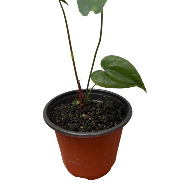 Anthurium Acutum | Rare Tropical Aroid | Ideal for Indoor Decorative Displays - Image 4