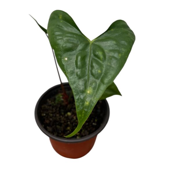 Anthurium Acutum | Rare Tropical Aroid | Ideal for Indoor Decorative Displays - Image 2