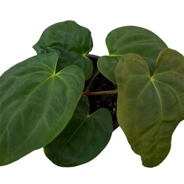 Anthurium ‘Fort Sherman’ – Collector Velvet Anthurium - Image 4