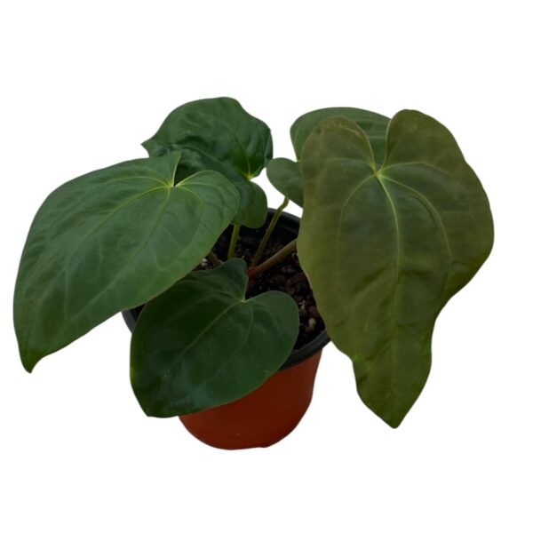 Anthurium ‘Fort Sherman’ – Collector Velvet Anthurium - Image 5