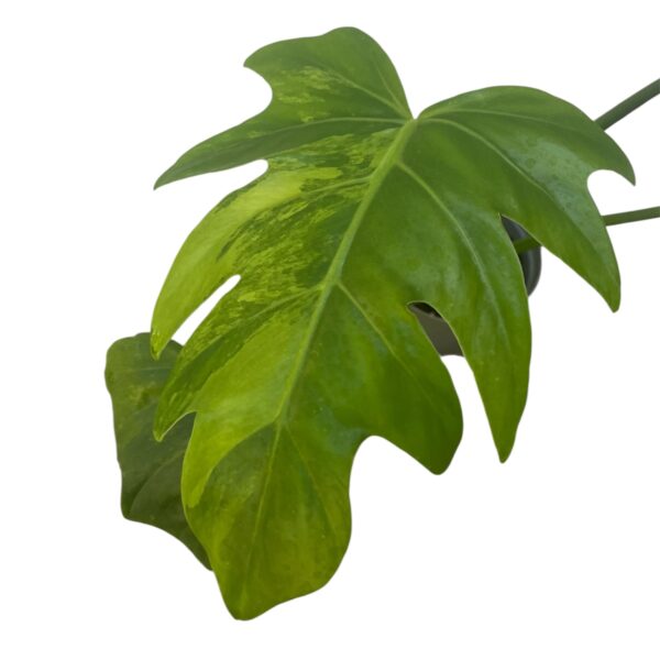 Philodendron Radiatum variegata - Image 3