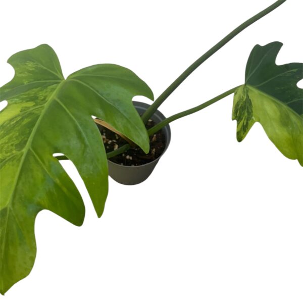 Philodendron Radiatum variegata - Image 4