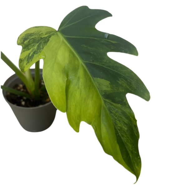 Philodendron Radiatum variegata - Image 2