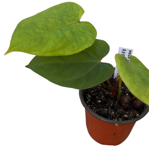 Anthurium Hoffmannii x - Red Crystal x FC Hybrid - Image 2