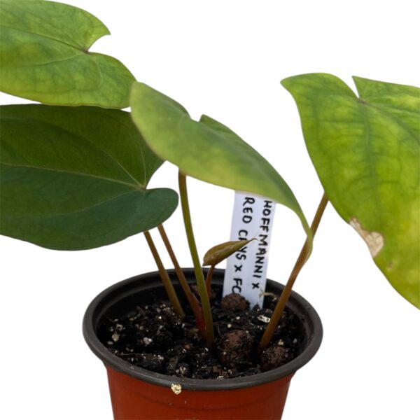 Anthurium Hoffmannii x - Red Crystal x FC Hybrid - Image 3