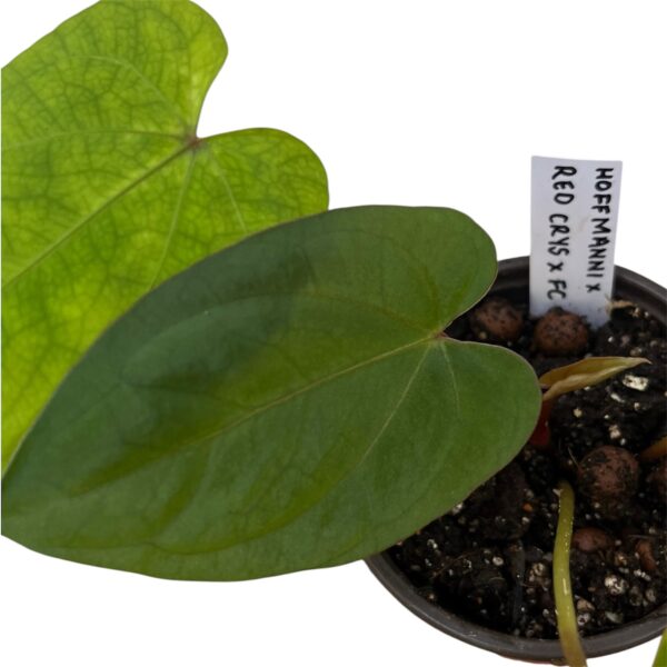 Anthurium Hoffmannii x - Red Crystal x FC Hybrid - Image 4
